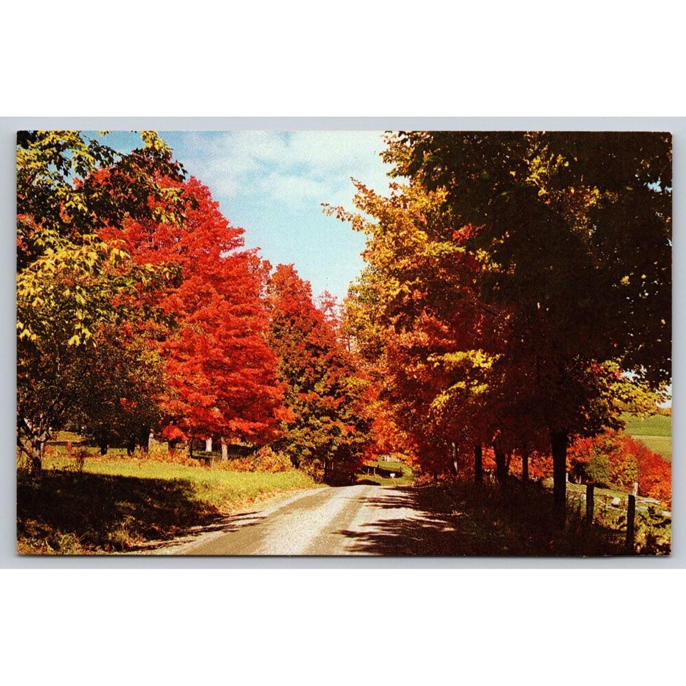 Postcard Vermont Fall Autumn Foliage Vivid Country Road c1970s VT Vintage